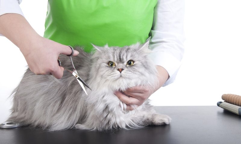 Стрижка домашних животных Стрижка домашних животных
